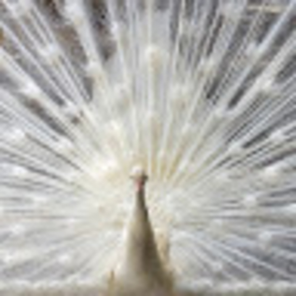 Meet your Posher, Nik